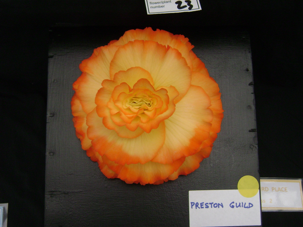 B. ‘Preston Guild’